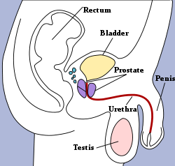 vizelés után váladék lehet ha a prostatitis hátfájás